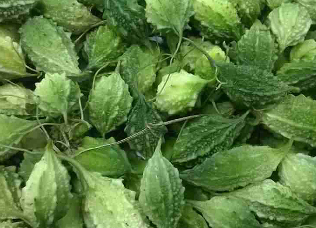 Mướp Đắng - Khổ qua Rừng