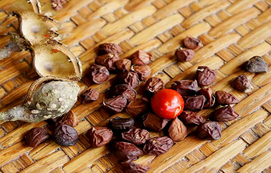 hạt dổi rừng